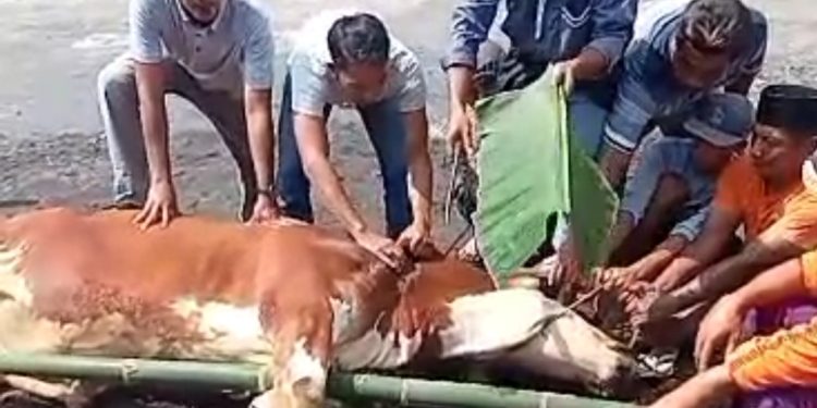 Sapi PKS Jatim Diterima Jam’iyah Thoriqoh Sathoriyyah, Kyai Sofyan: Mugi Berkah