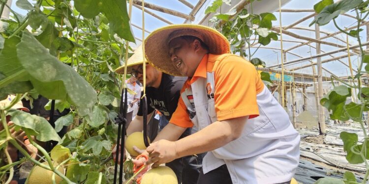 Peringati Hari Tani 2024, Ketua PKS Jatim Panen Melon di Kediri dan Ajak Kuatkan Komitmen Sejahterakan Petani