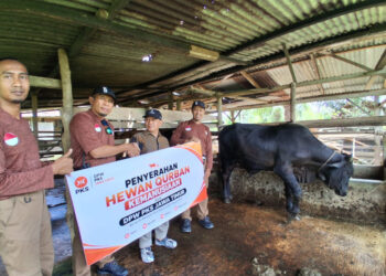 Tutup Aksi Kemanusiaan di Aceh Tamiang, PKS Jatim Serahkan Sapi Kurban
